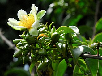 仙人掌照片3
