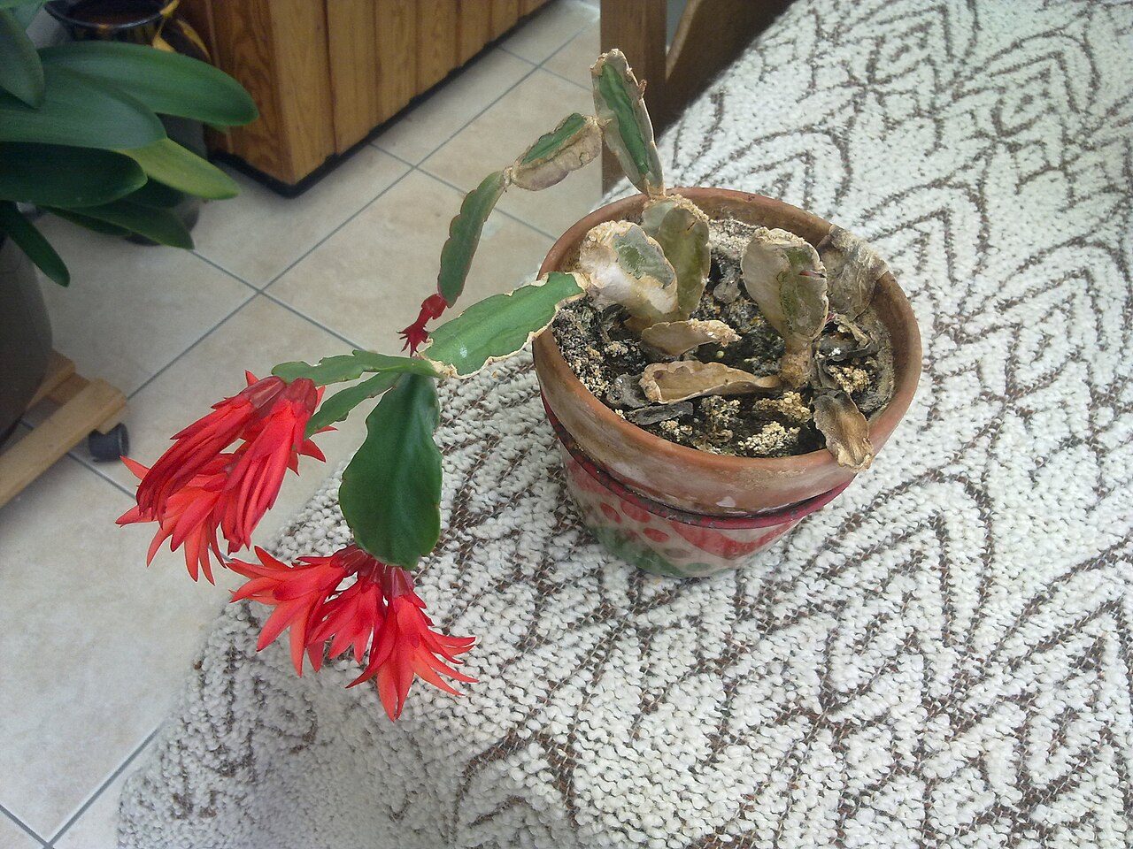假昙花实拍