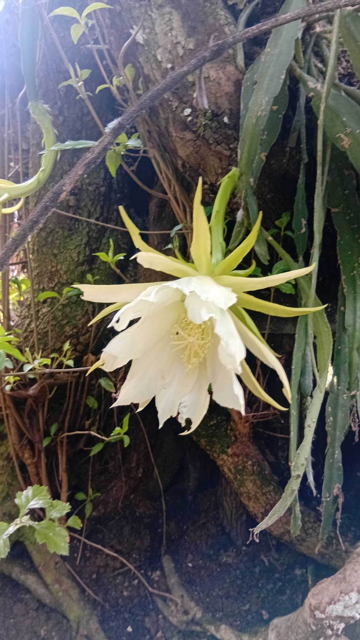 昙花实拍