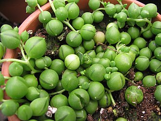 珍珠吊兰照片3