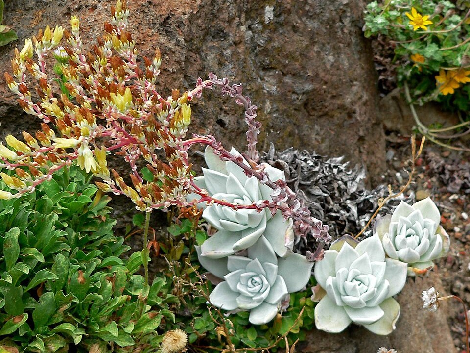 白菊照片2