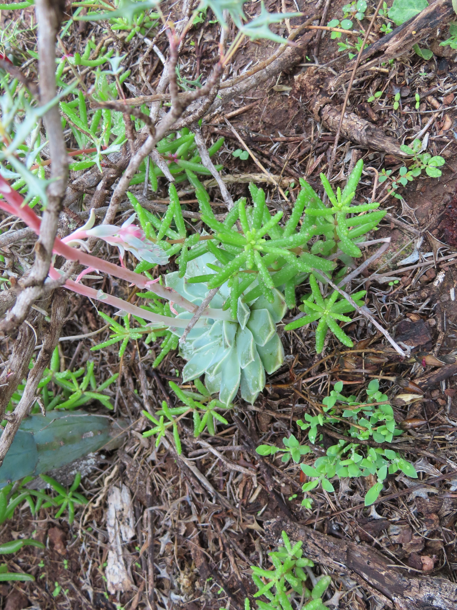 石莲花照片2