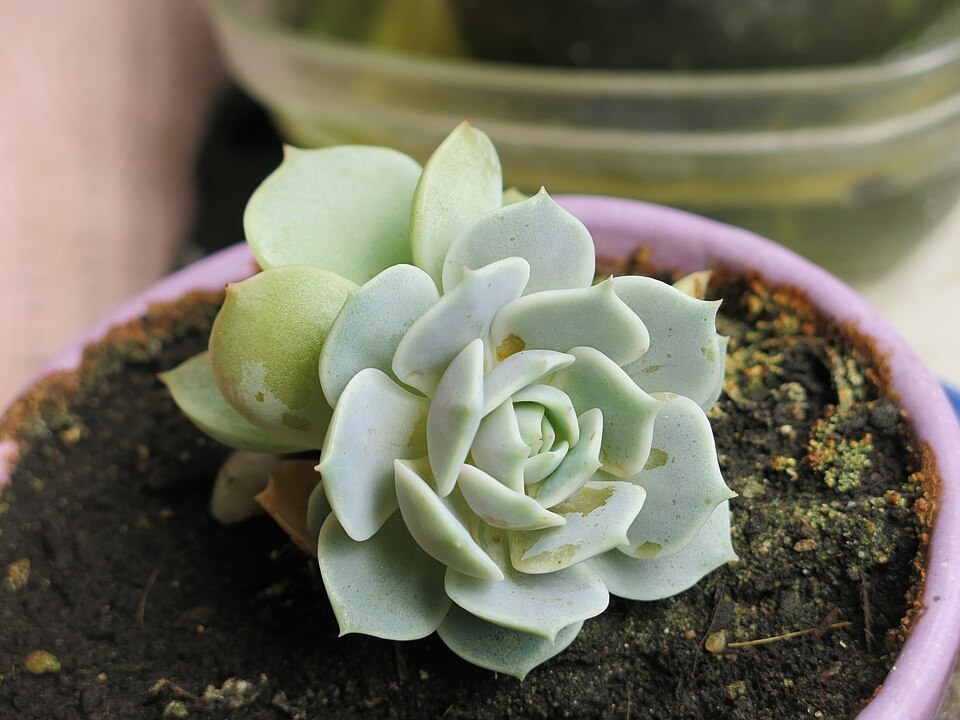 芙蓉雪莲照片1