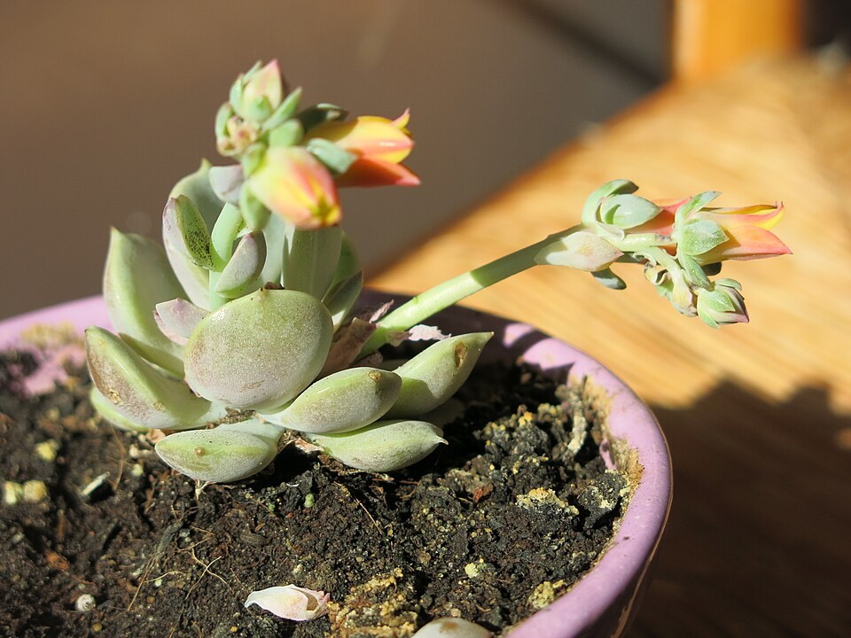 芙蓉雪莲照片2