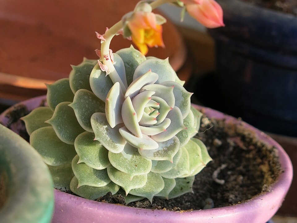 芙蓉雪莲照片3
