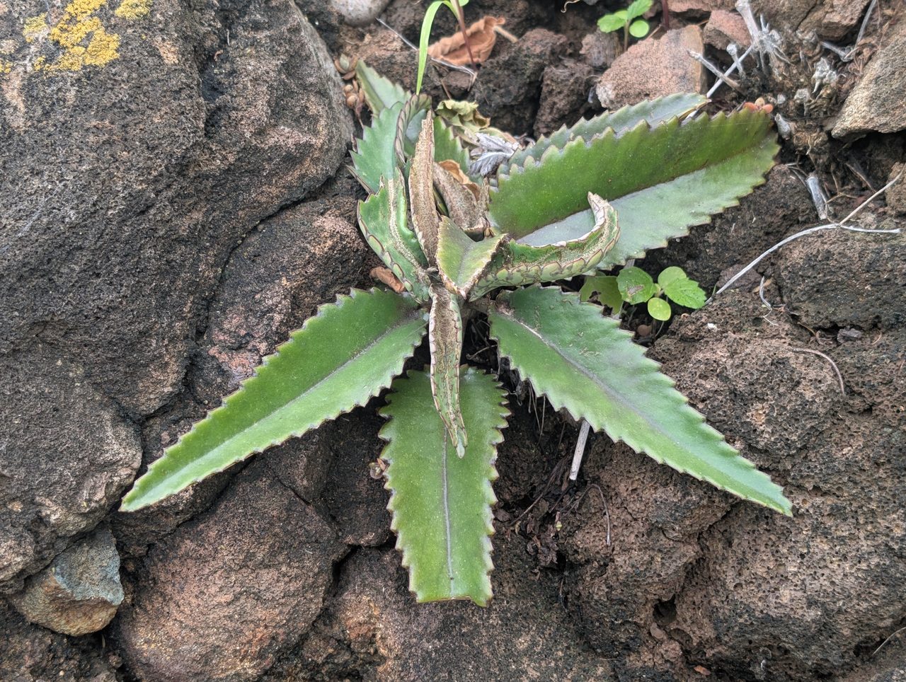 落地生根实拍