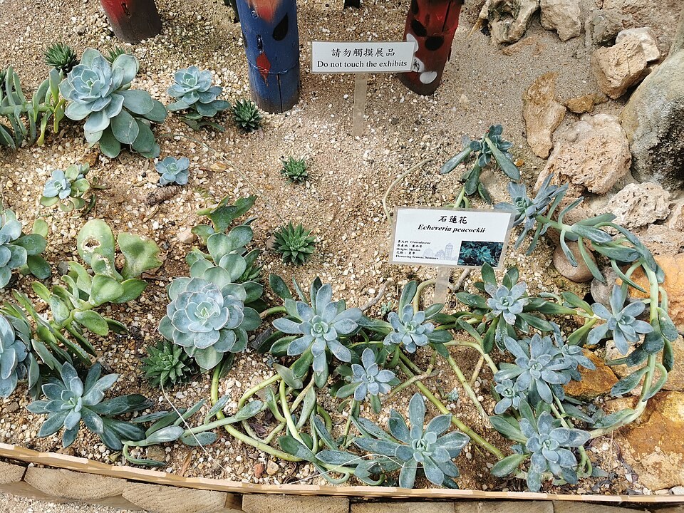 蓝石莲照片2