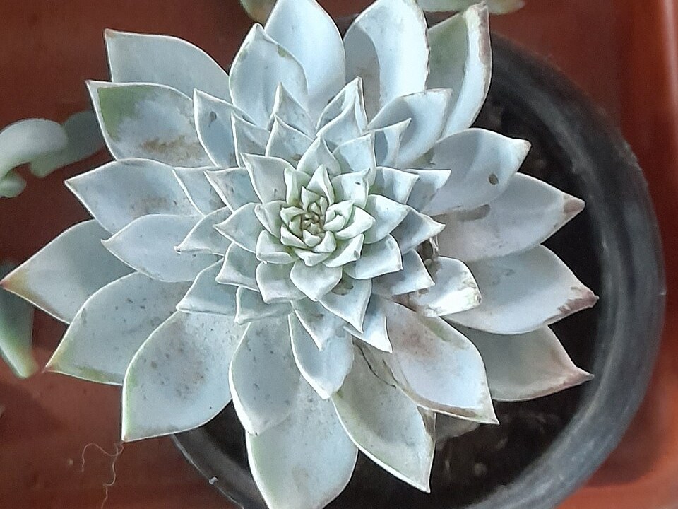 蓝石莲照片3