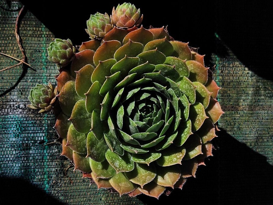 观音莲照片1