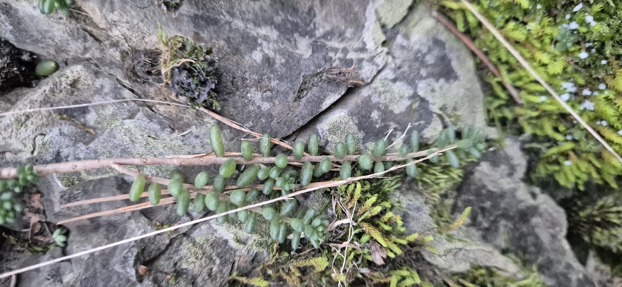 黄丽照片1