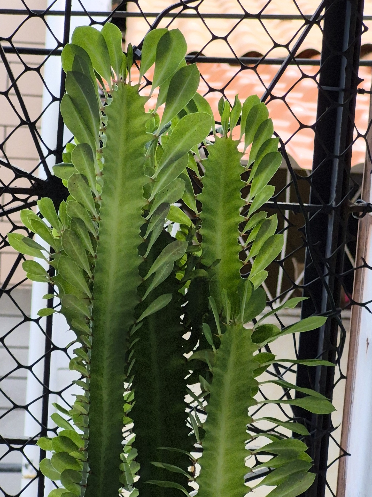 龙骨照片1
