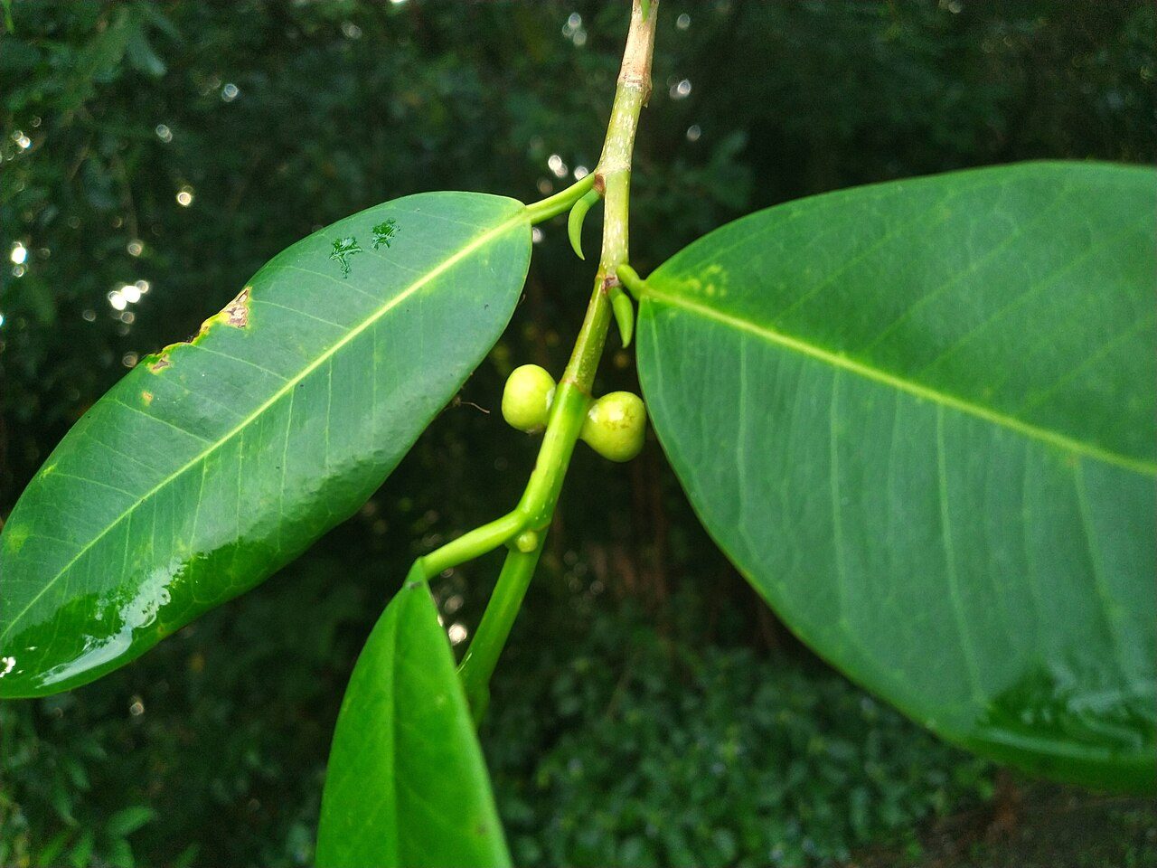 小叶榕实拍