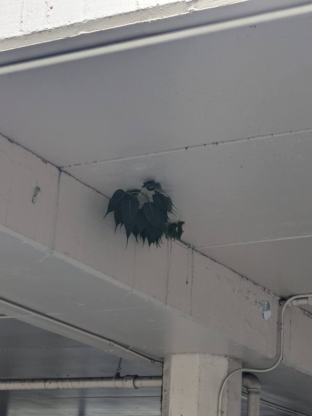 菩提树
