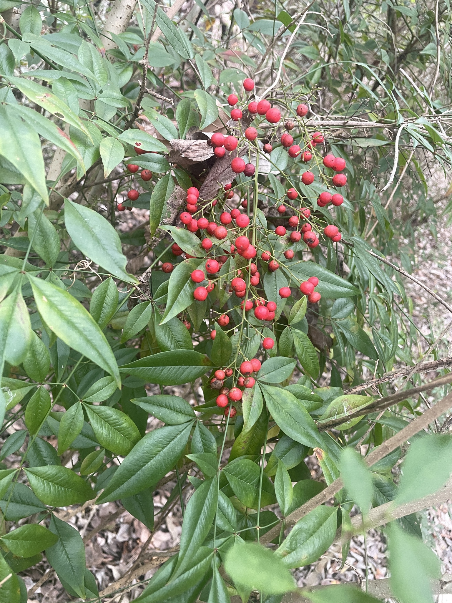 南天竹照片2