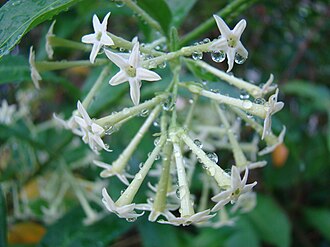 夜香木照片2