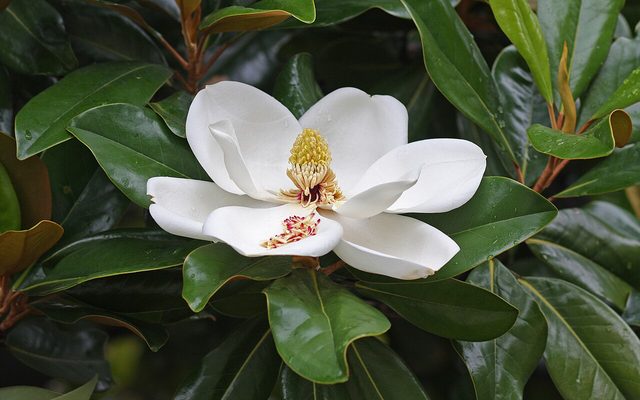 广玉兰