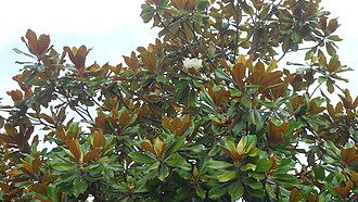 广玉兰照片2
