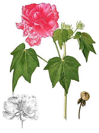 木芙蓉照片1