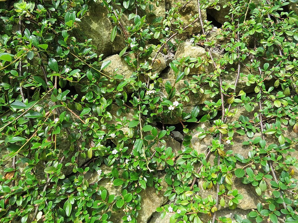 栒子照片1