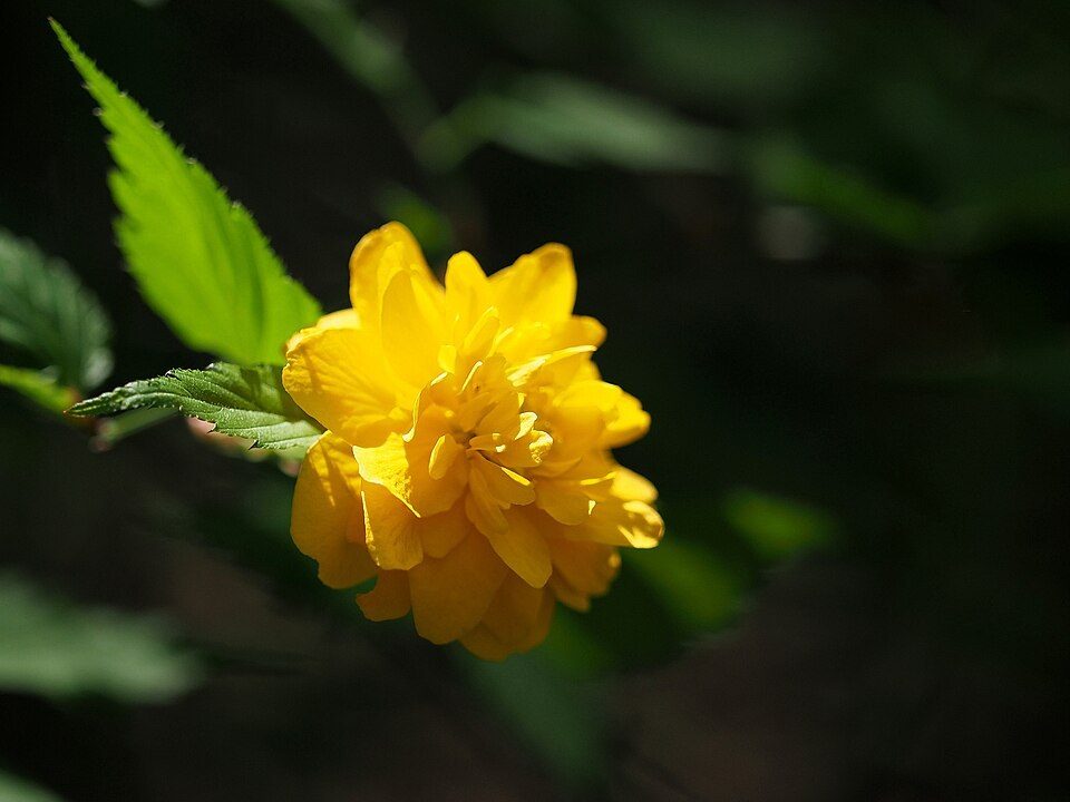 棣棠实拍