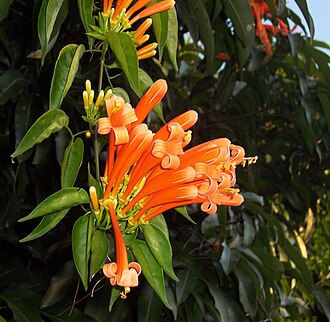 炮仗花照片1