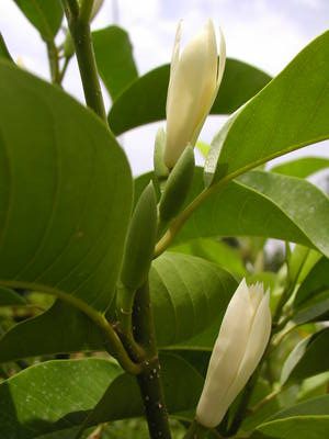白兰花