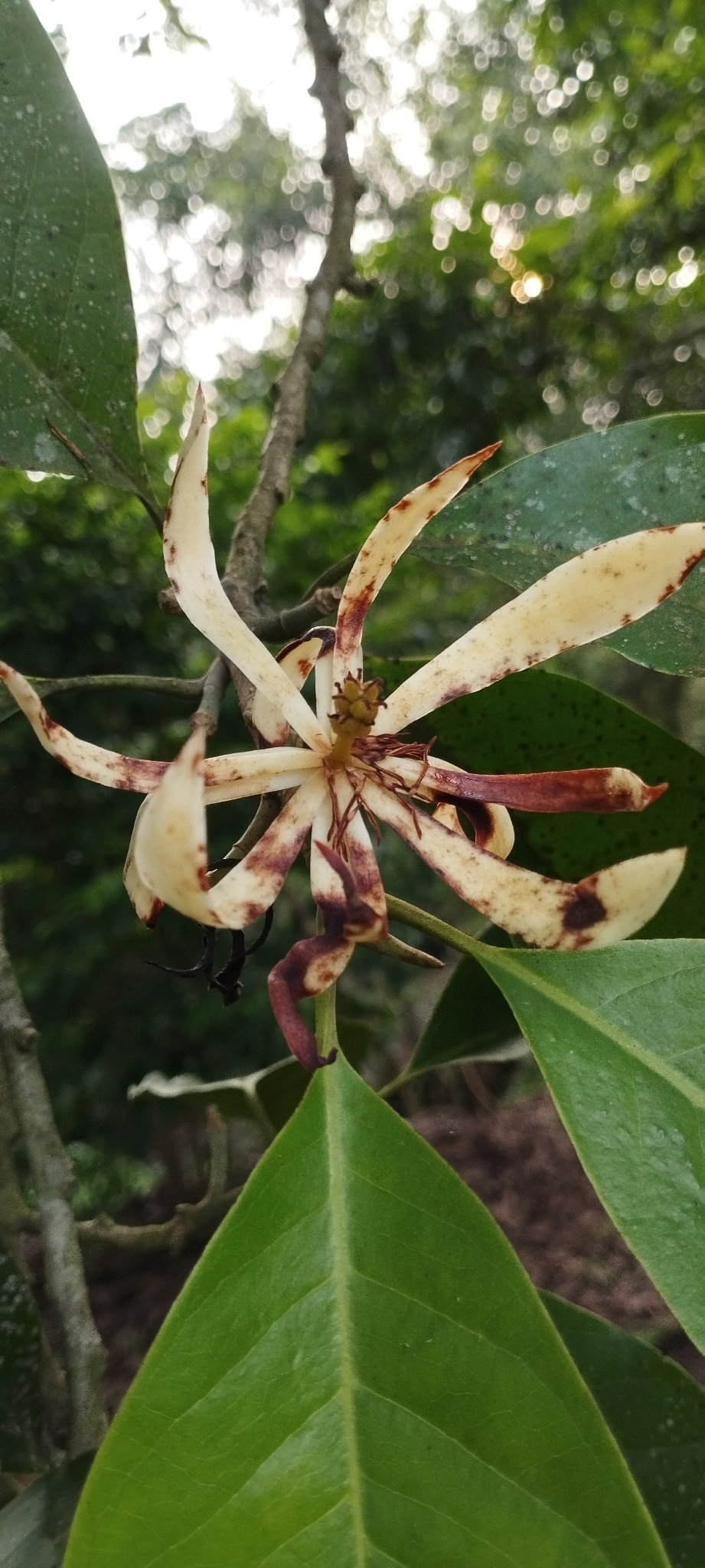 白兰花照片2