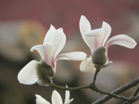 白玉兰照片1