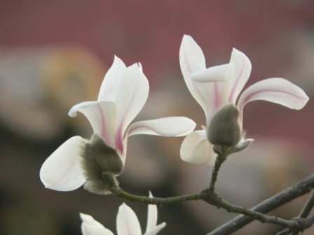 白玉兰实拍