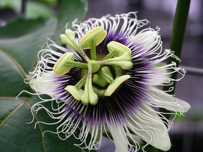 百香果实拍