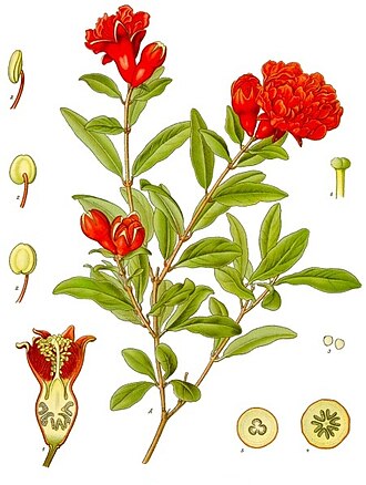 石榴照片1