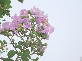紫薇照片1