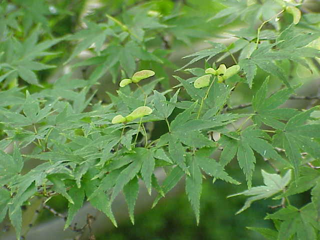 红枫照片1