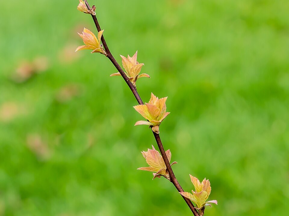 绣线菊照片2