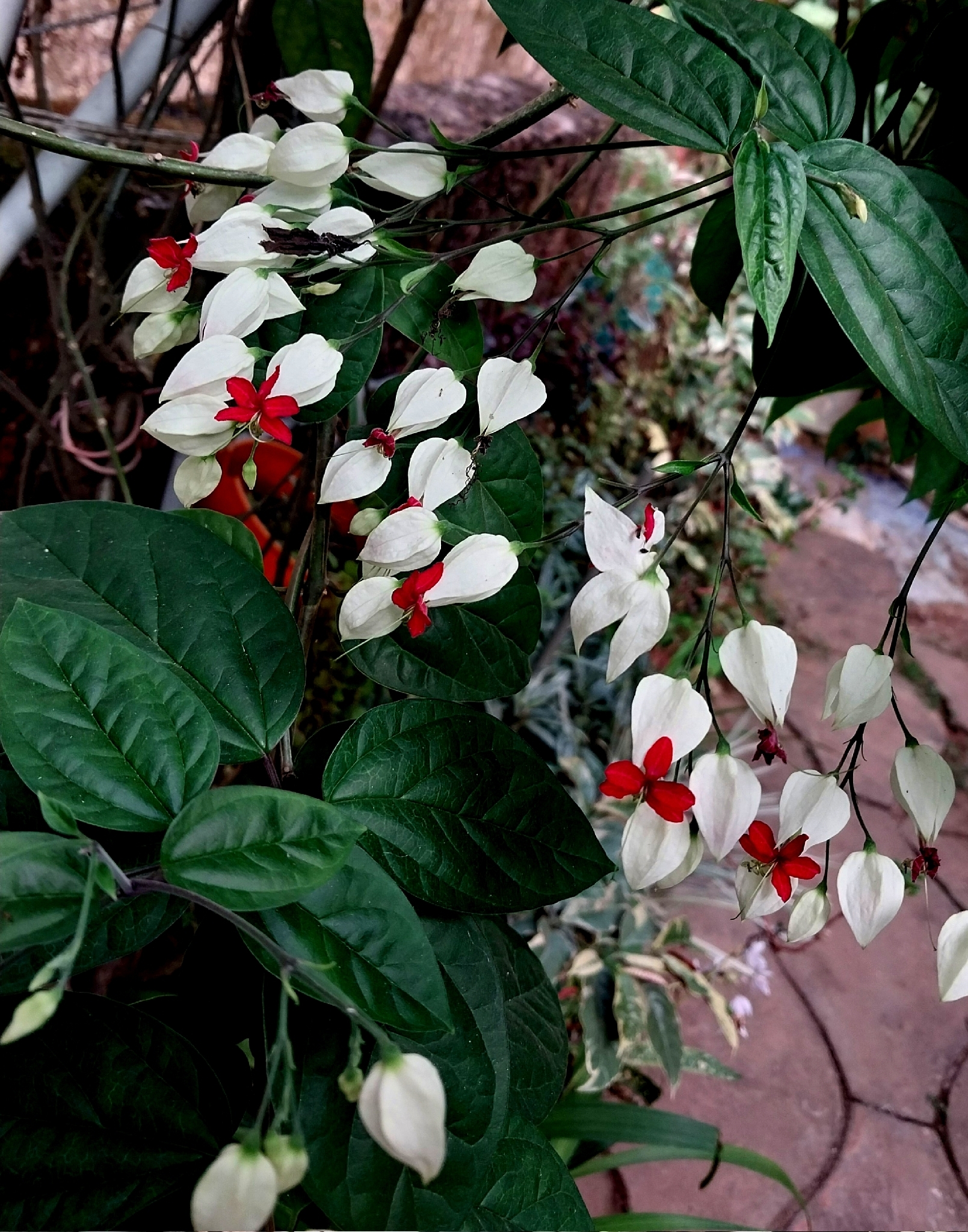 龙吐珠照片2