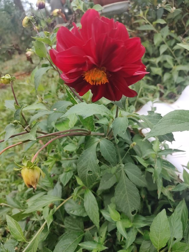 大丽花