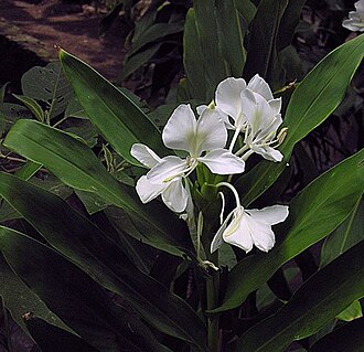 姜花照片2