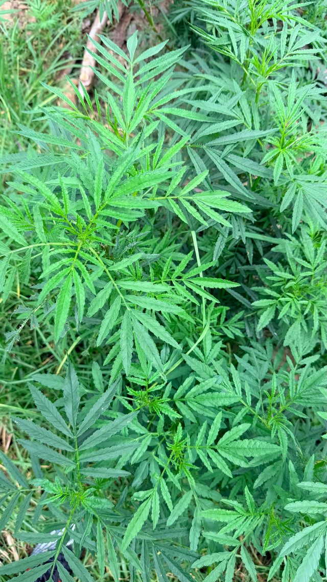 孔雀草