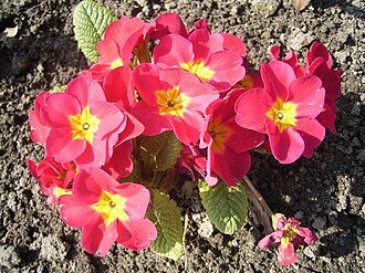 报春花实拍