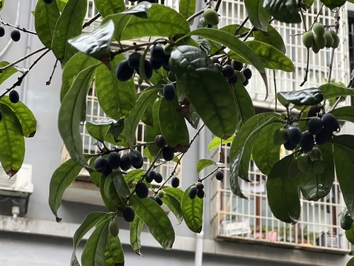 桂花照片3