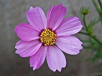 波斯菊照片1