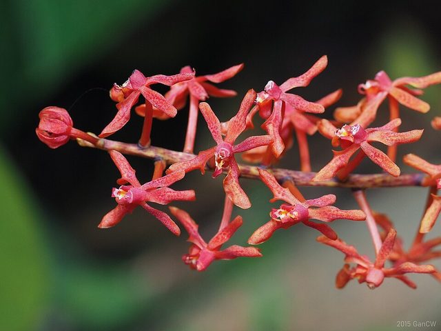 火焰兰