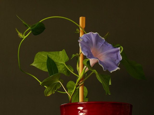 牵牛花