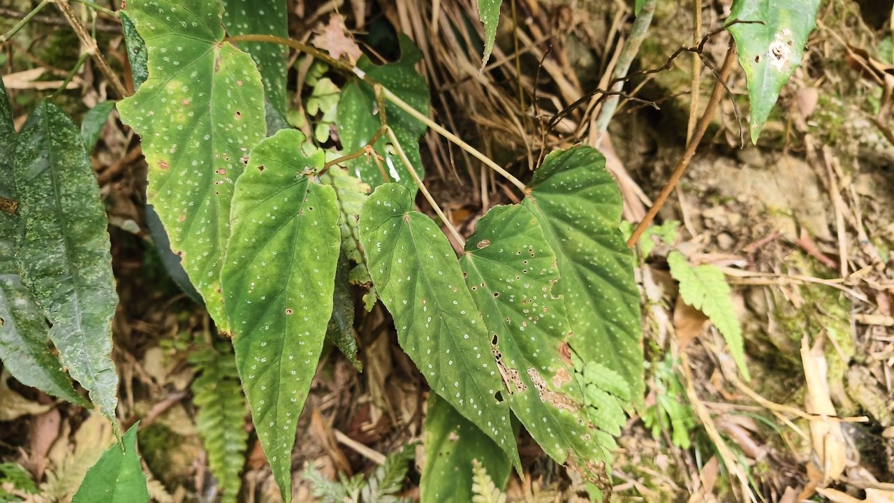 球根海棠实拍