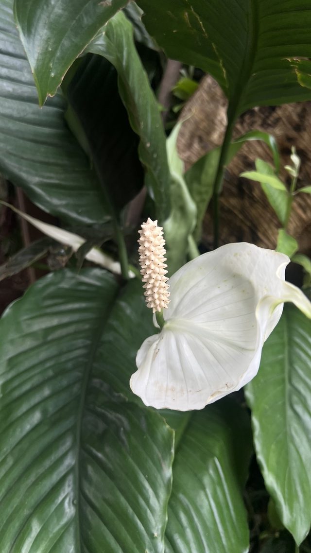 白掌