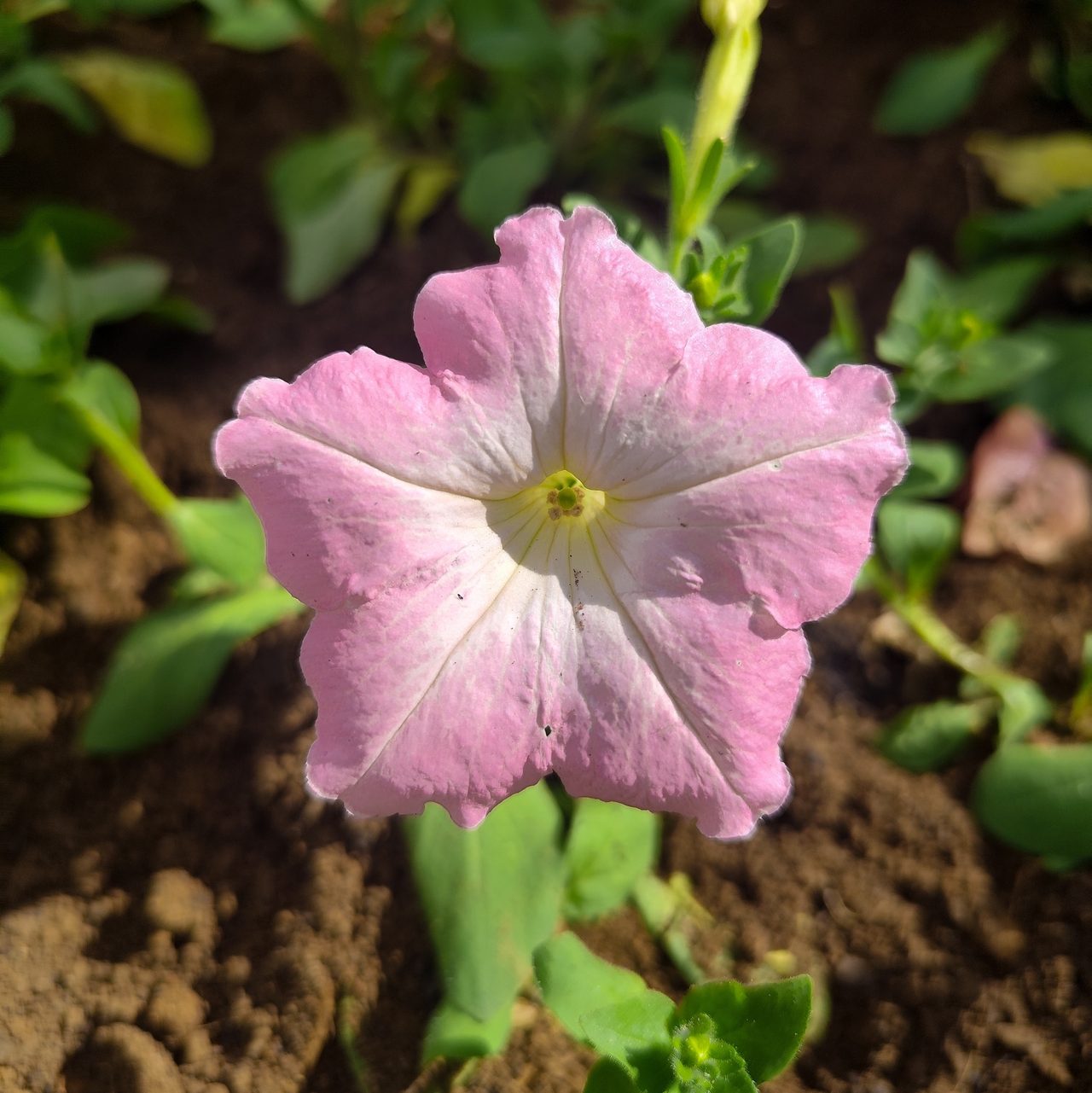 矮牵牛实拍