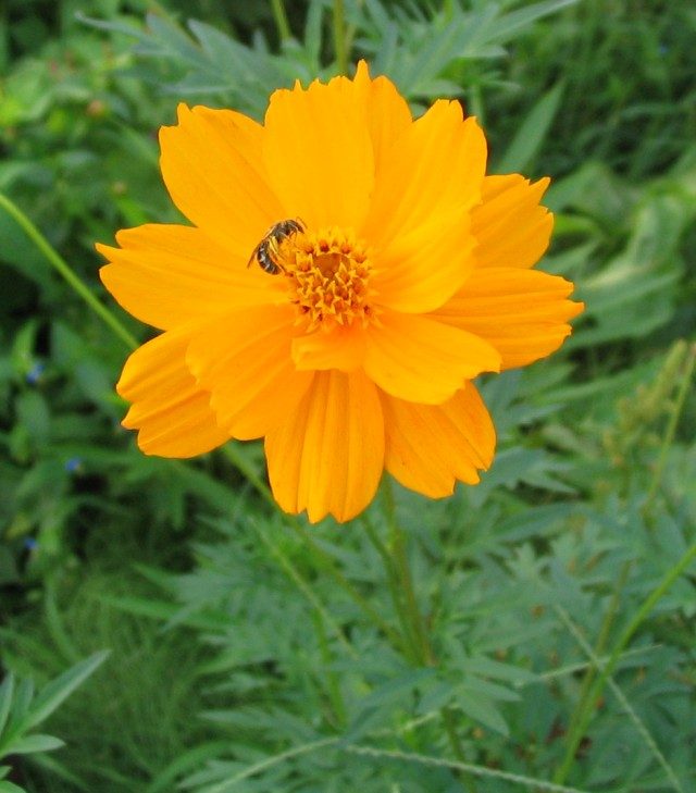 硫华菊实拍