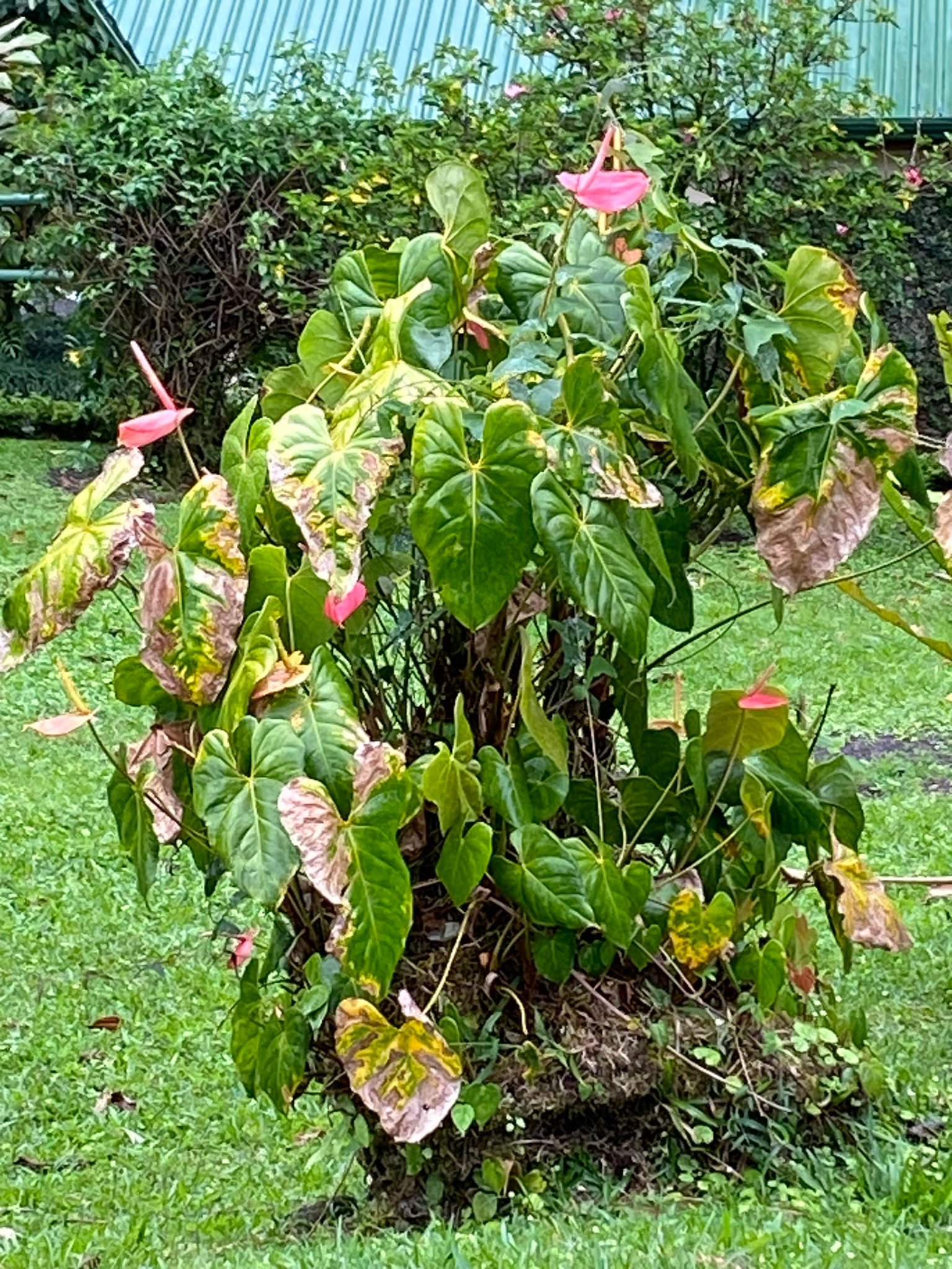 红掌小盆照片2