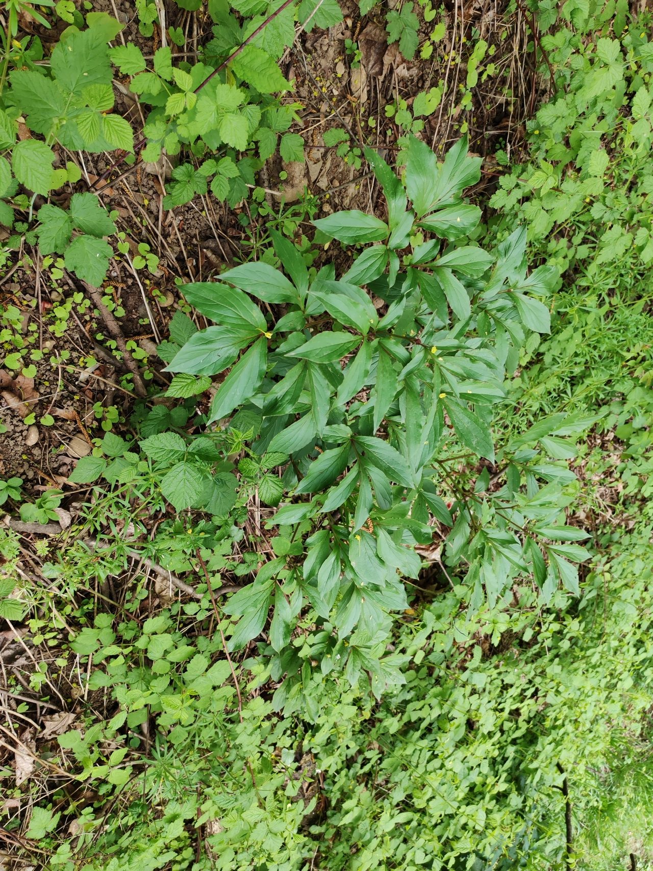 芍药实拍
