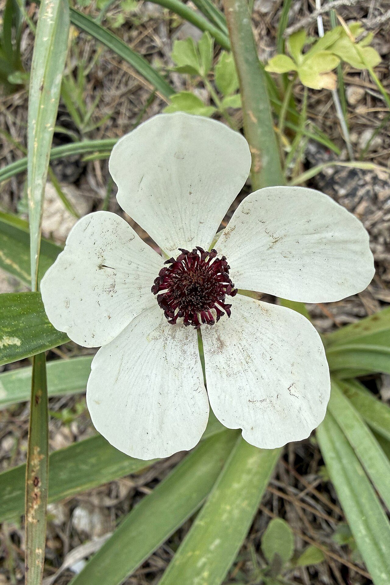 花毛茛实拍